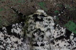 Peppered Moth